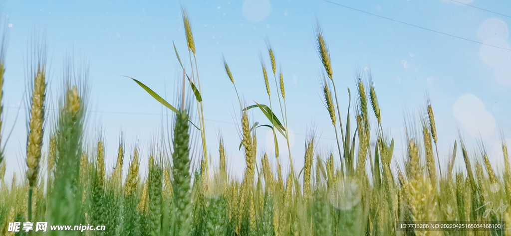 5月的麦穗