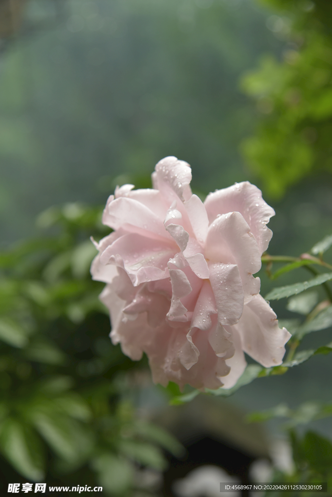 月季花