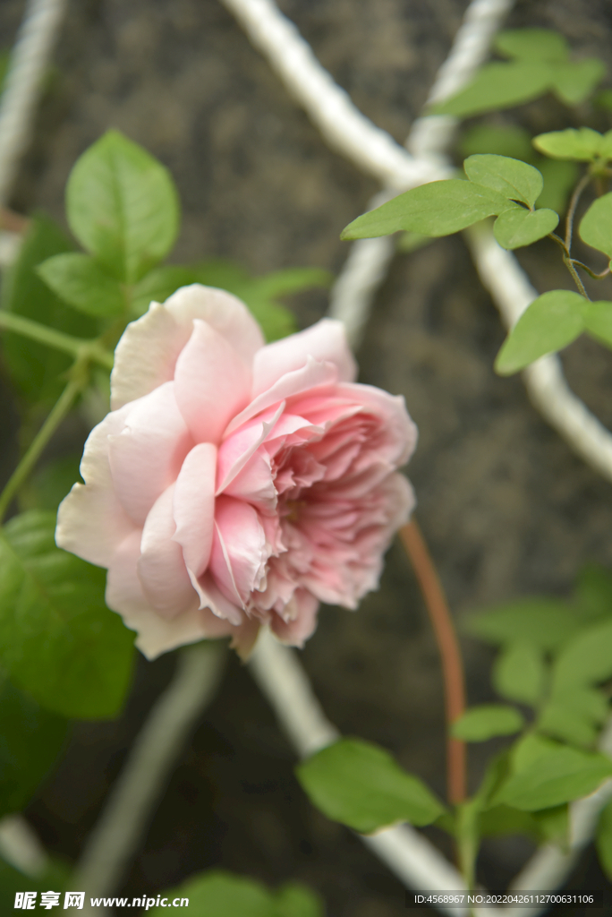 月季花
