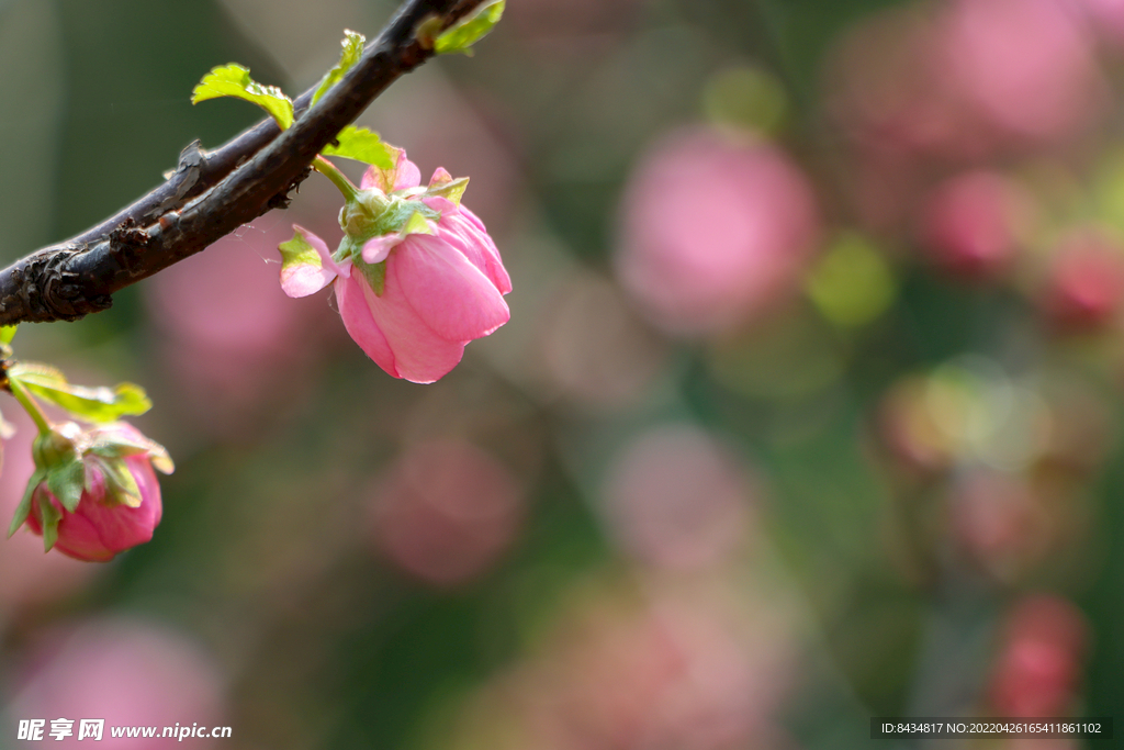 桌面素材 花蕾