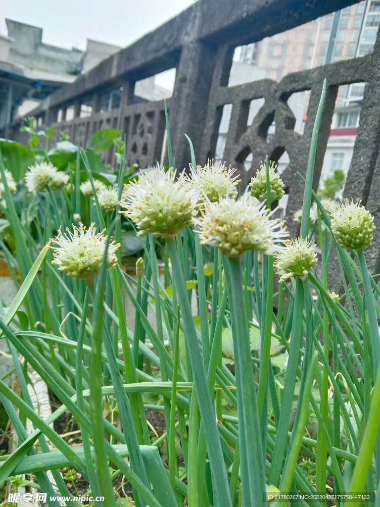 葱开花