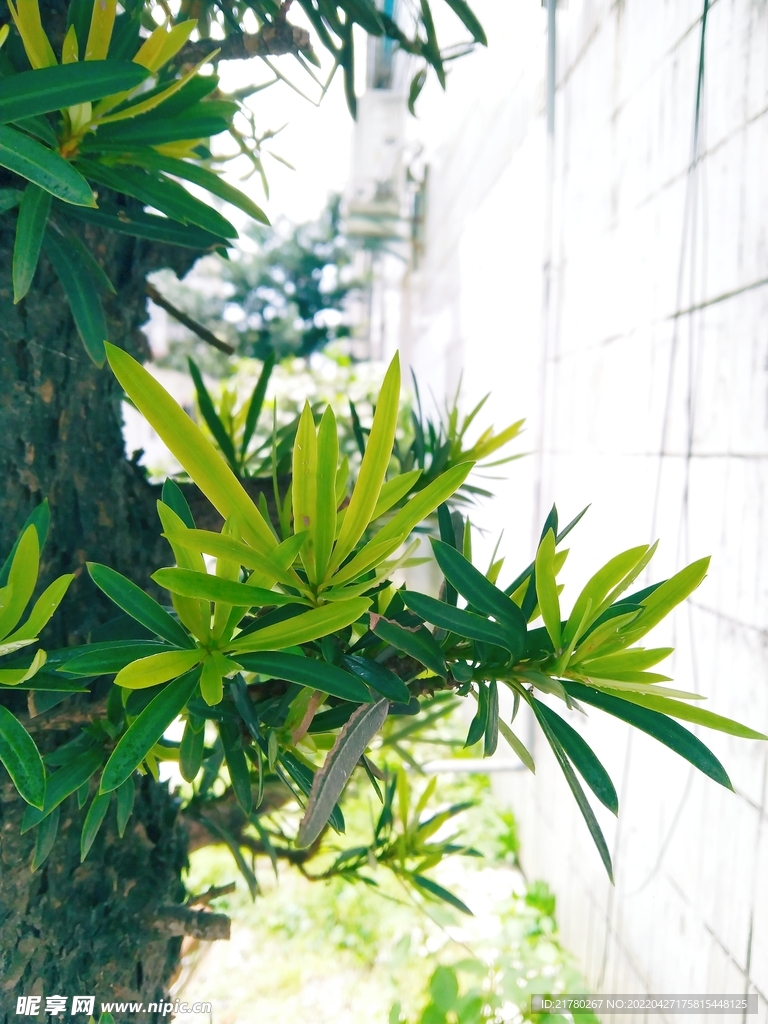 绿枝新芽