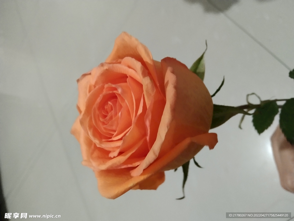 橘黄色玫瑰花