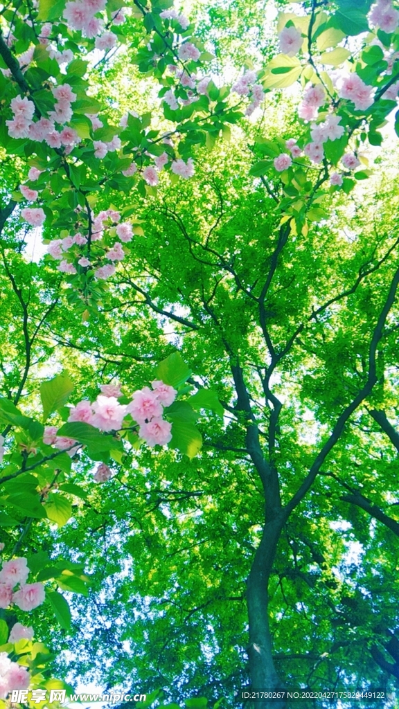 樱花树下