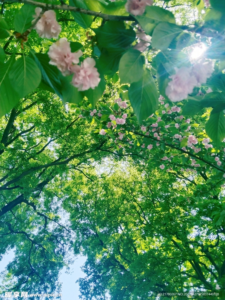 树与花