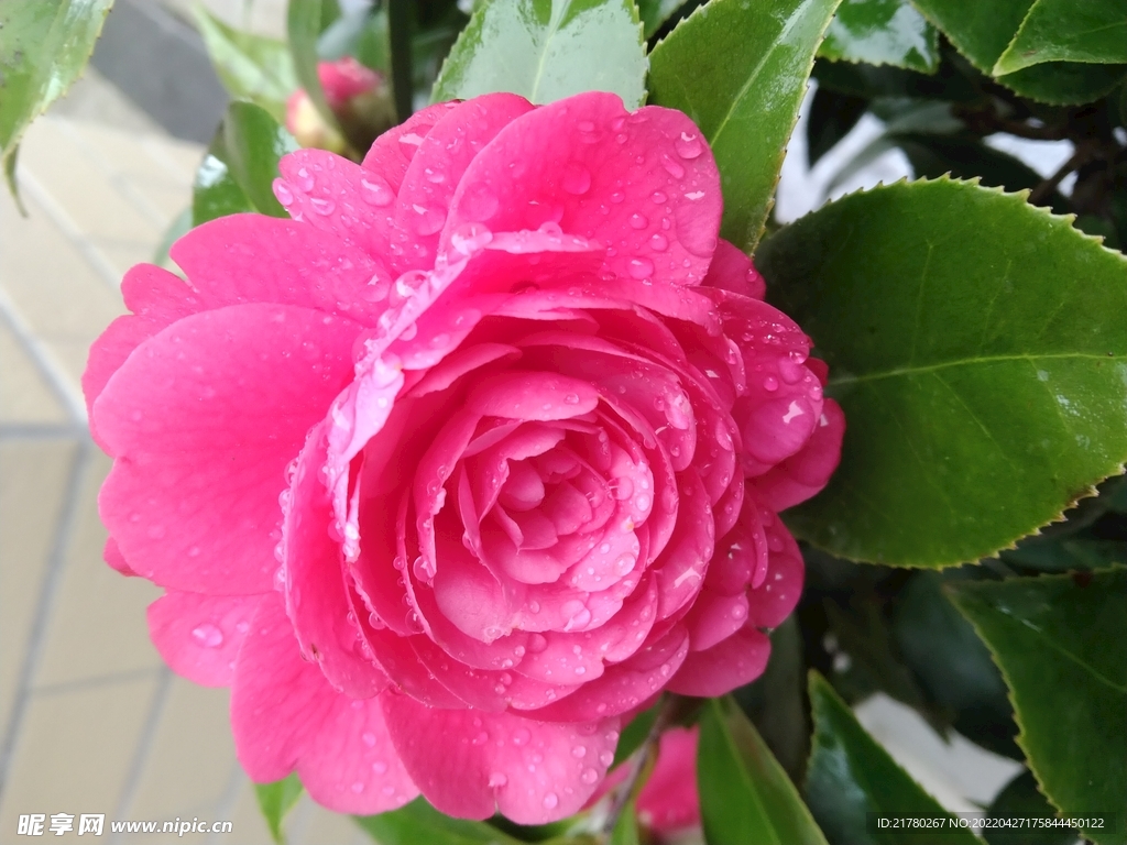 茶花