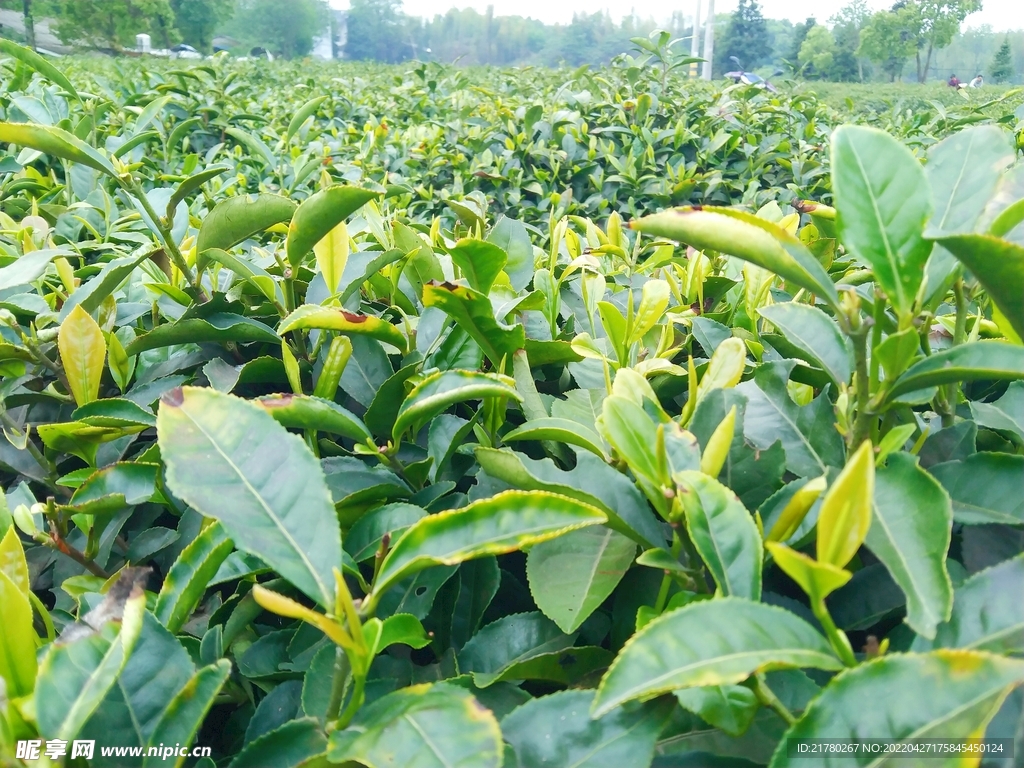 绿茶