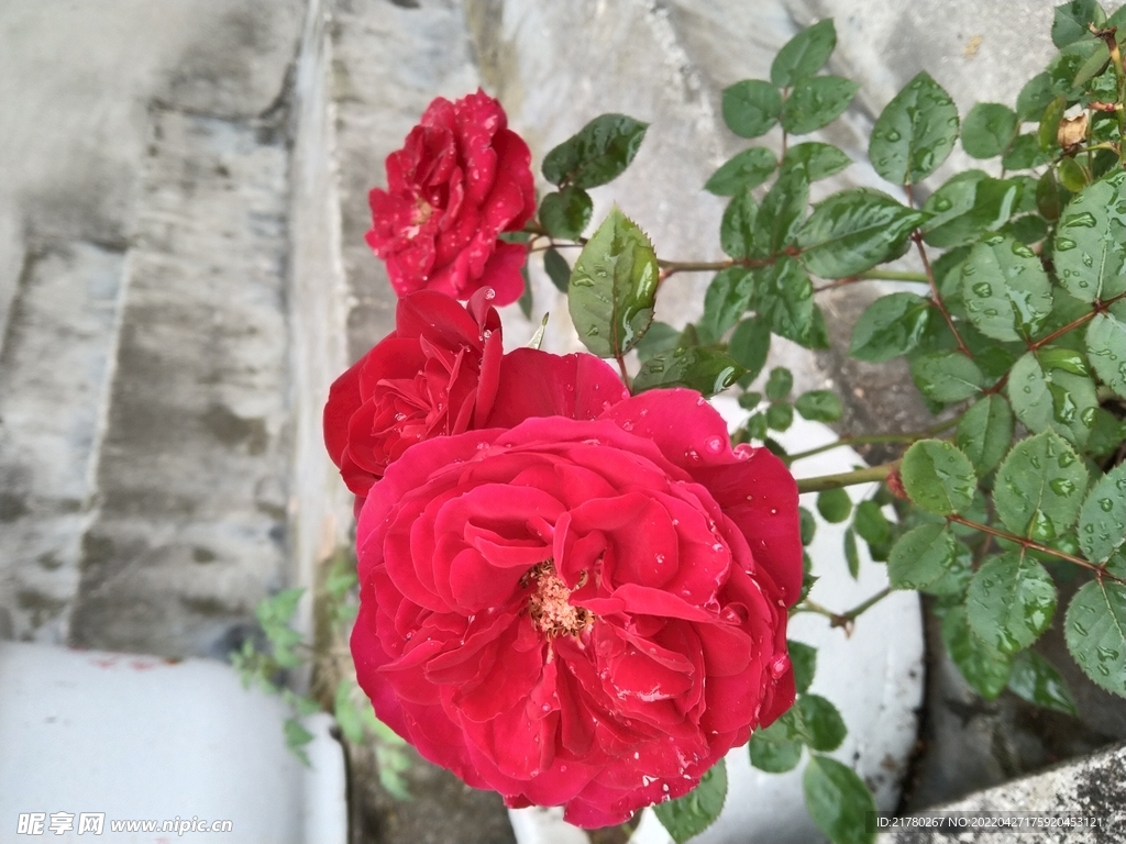 月季花
