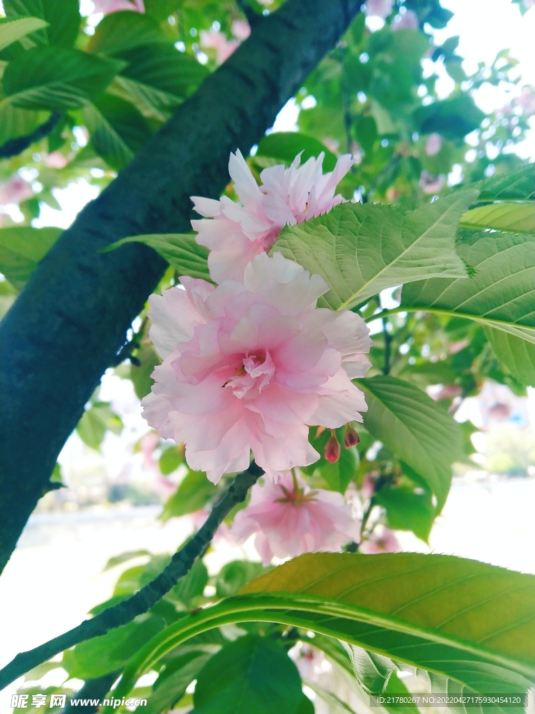 樱花树 