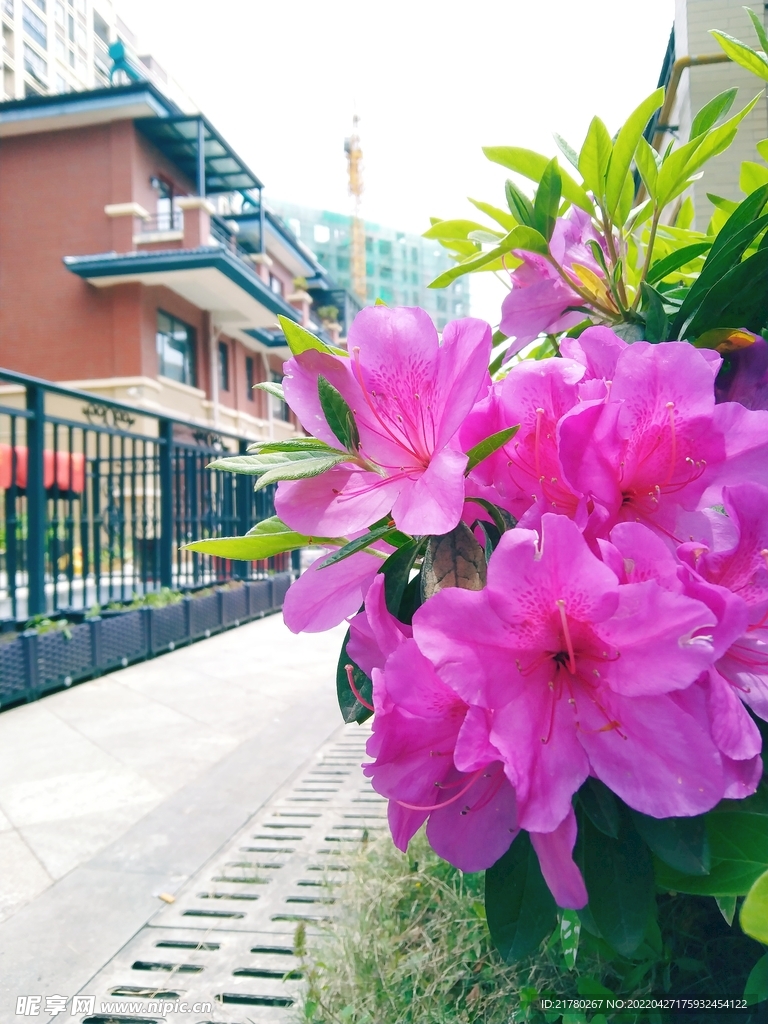 杜鹃花