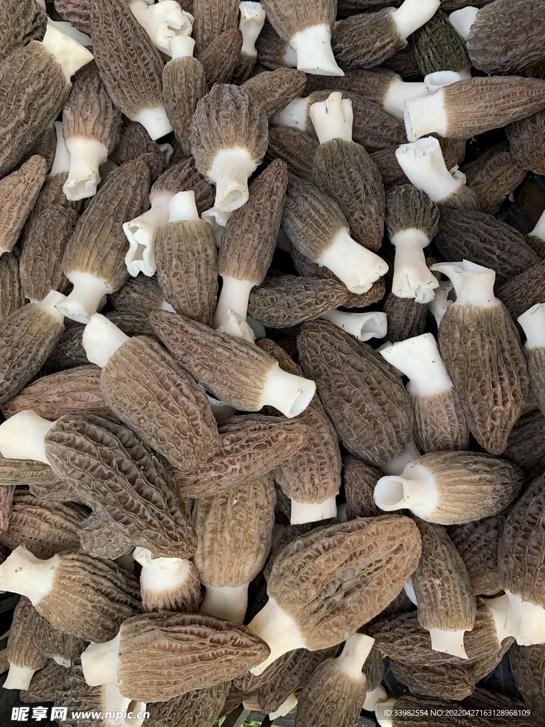羊肚菌素材图