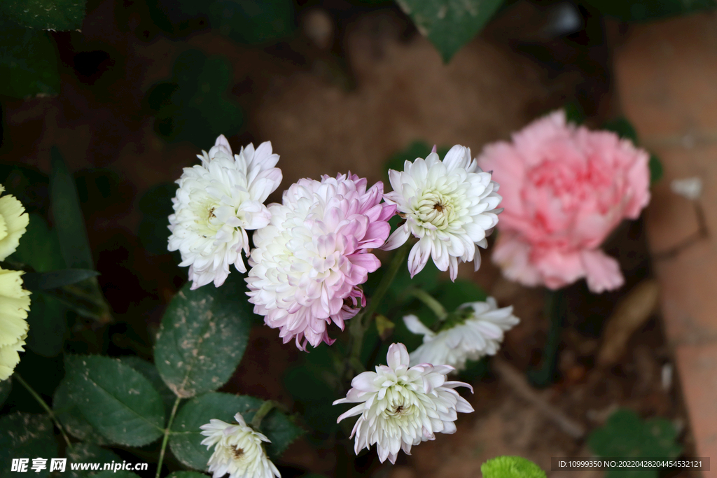 菊花