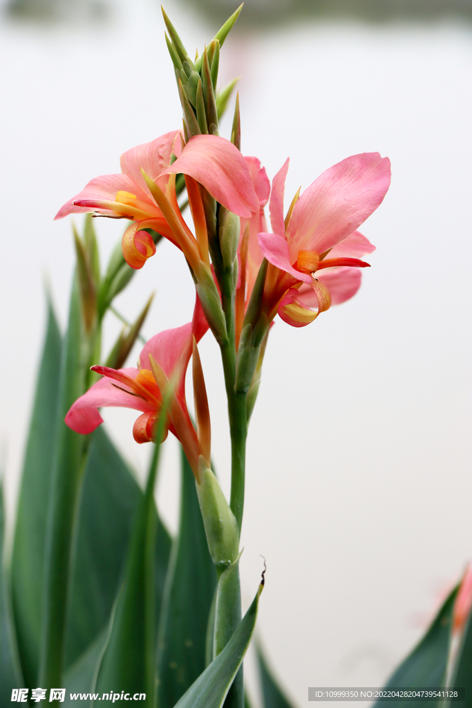美人蕉花
