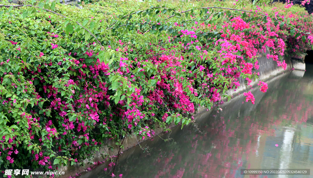三角花