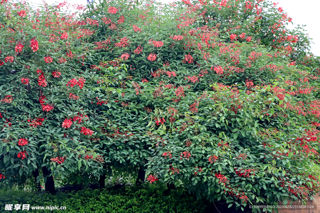 刺桐花树