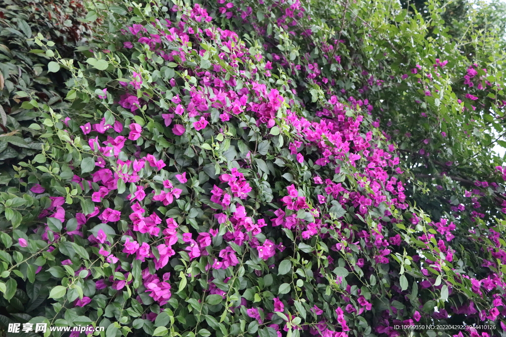 叶子花
