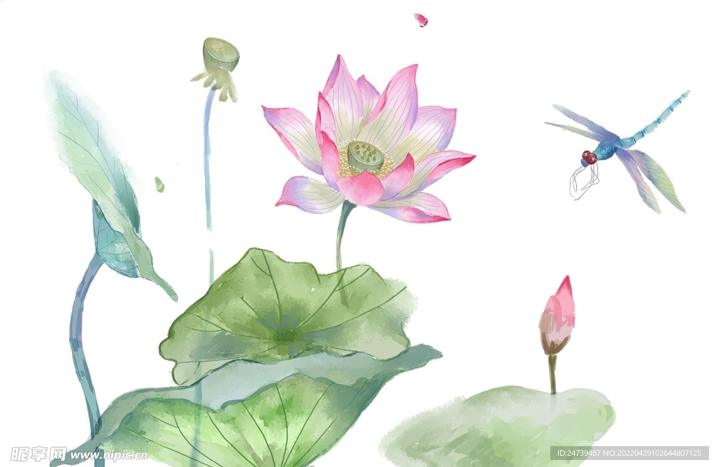 荷花