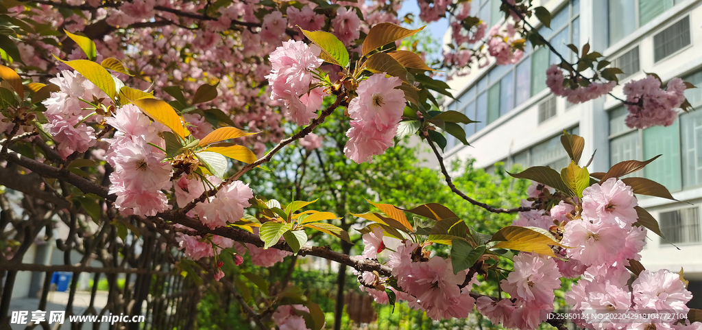 樱花烂漫时