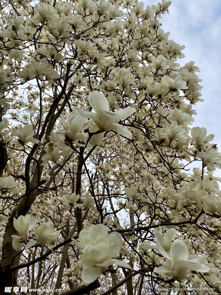 玉兰