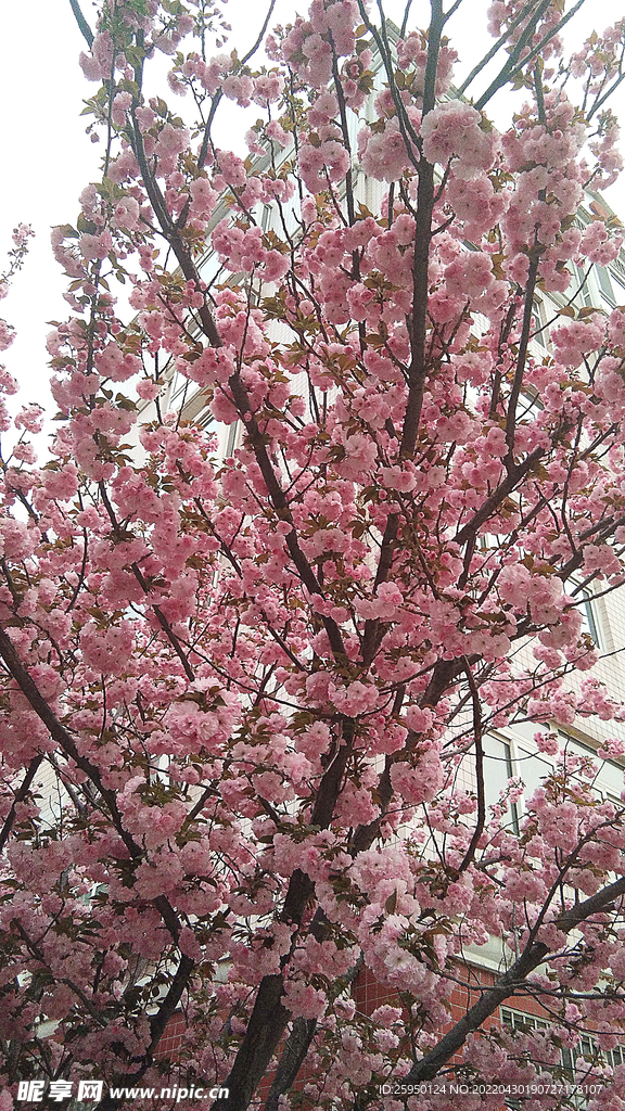 樱花烂漫时