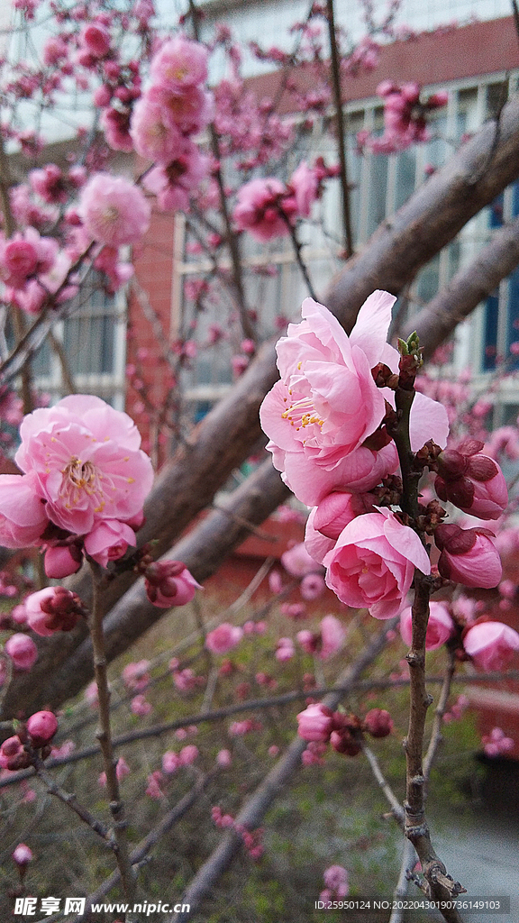  樱花 烂漫 时节 