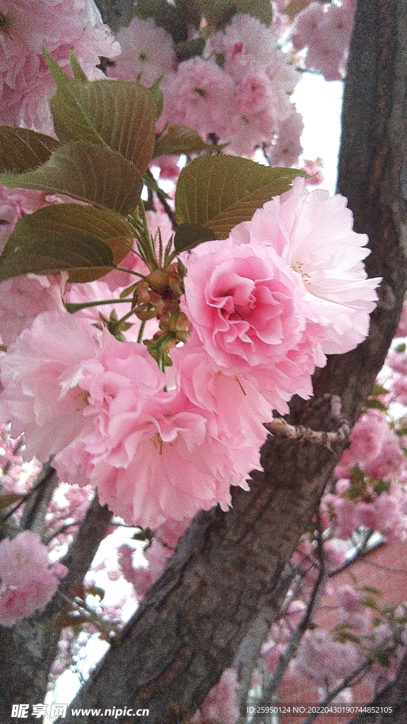 樱花烂漫时
