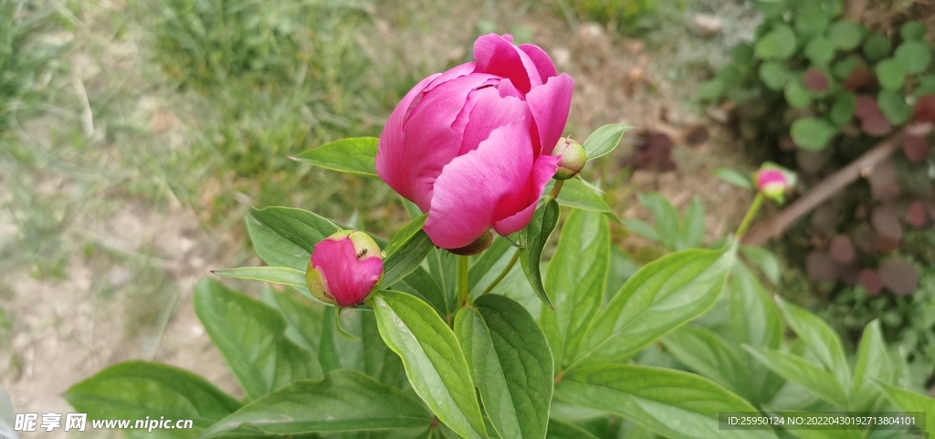 芍药花儿 要开了