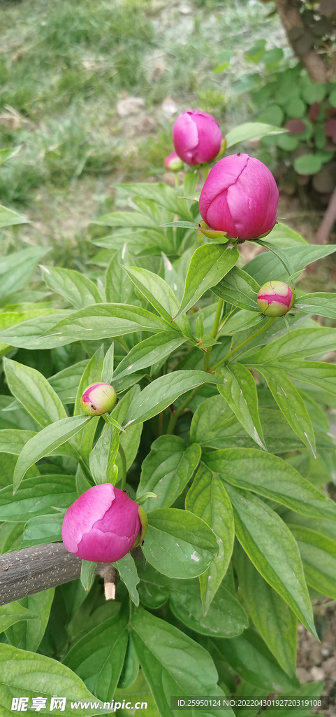芍药花儿要开了