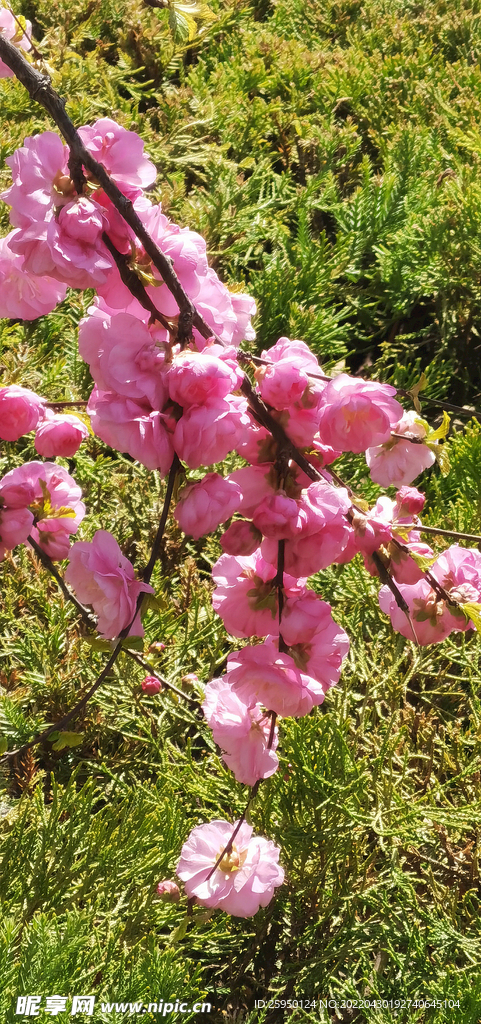 花儿为什么这样红
