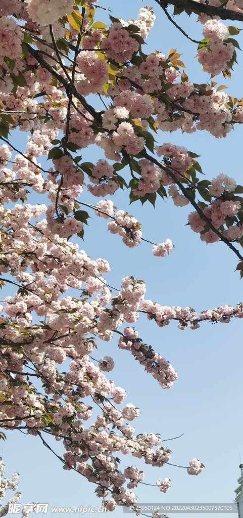 樱花 烂漫时