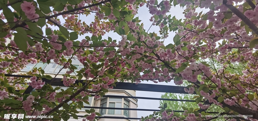 红樱
