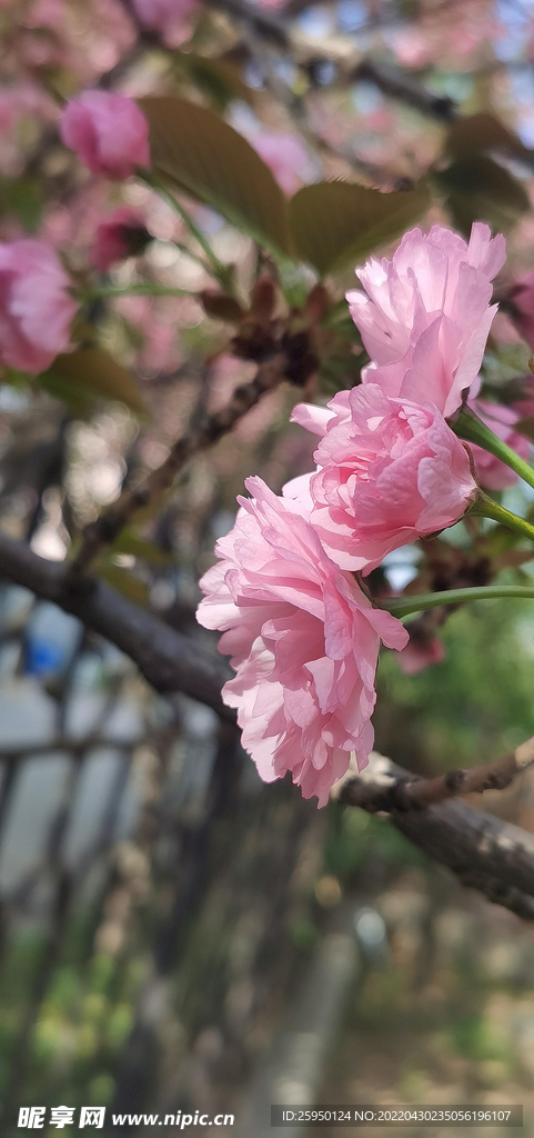 红樱