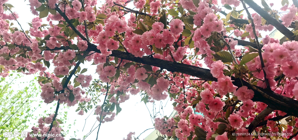 红樱
