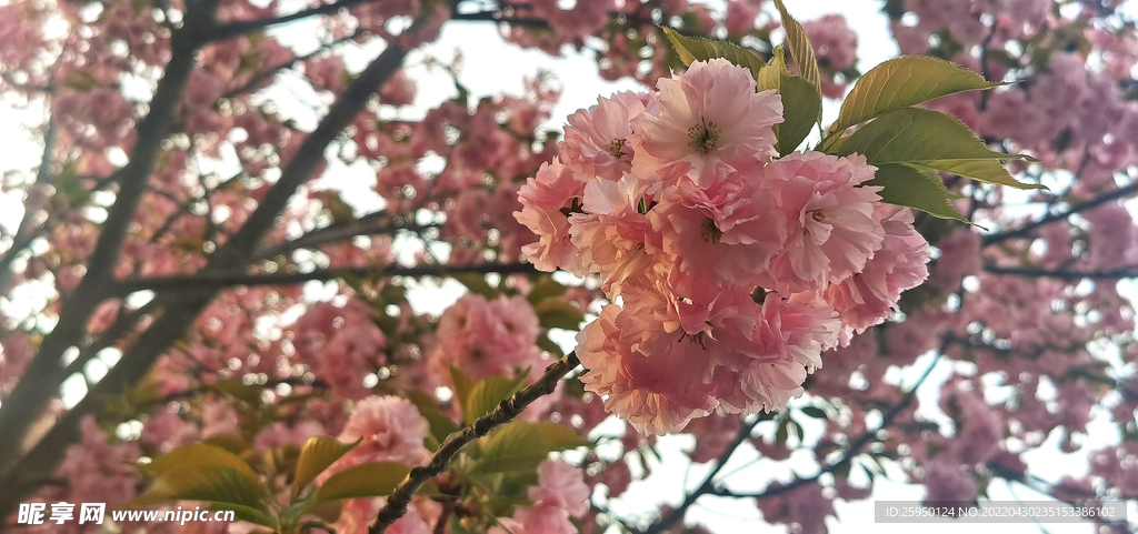 樱花 烂漫时