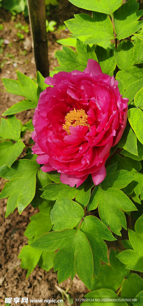 花中之王 牡丹