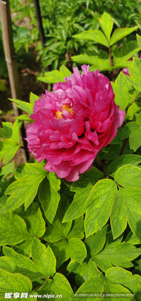 花中之王 牡丹