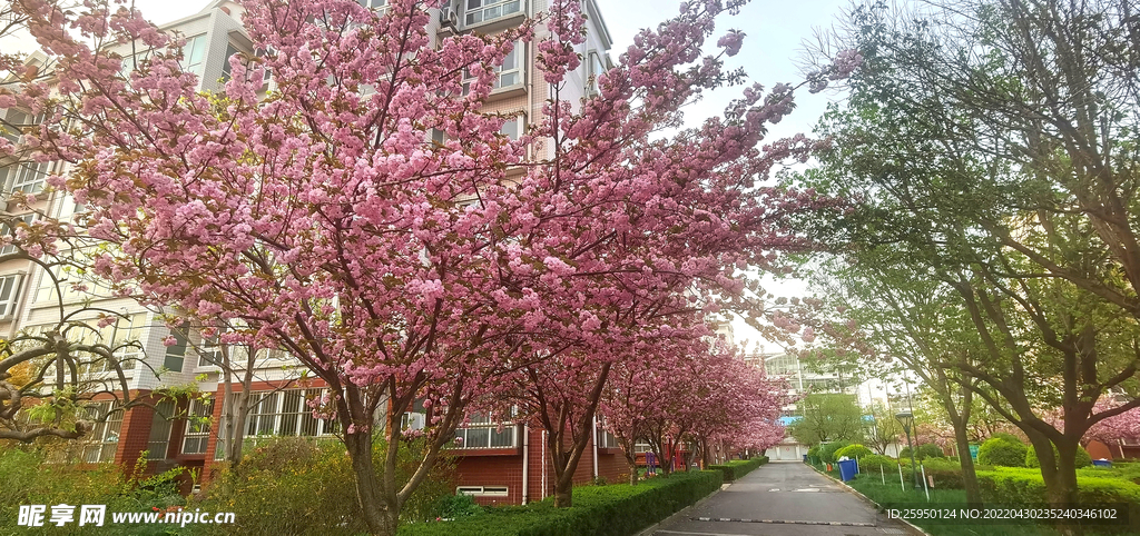 樱花 烂漫时