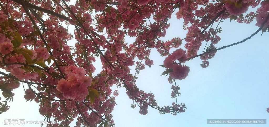 樱花 烂漫时