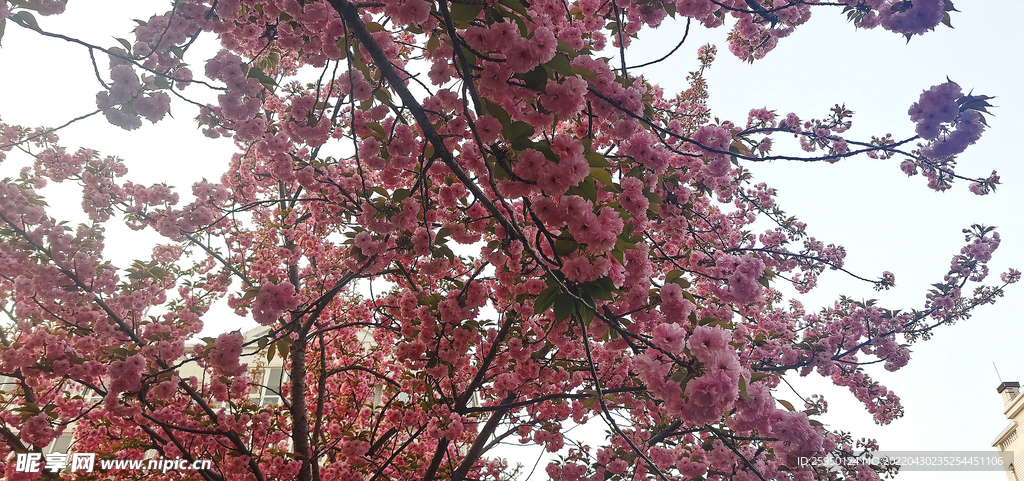 樱花 烂漫时