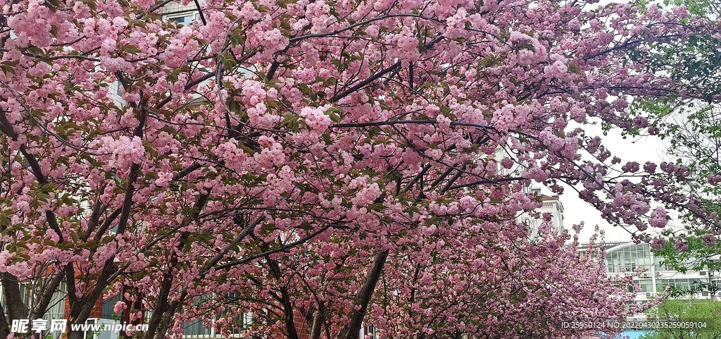 樱花烂漫时