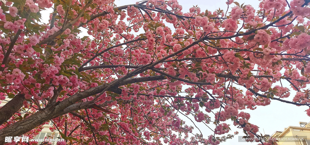 樱花烂漫时 