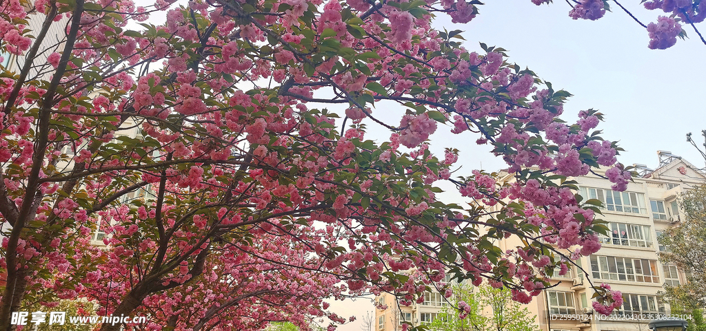 樱花烂漫时 