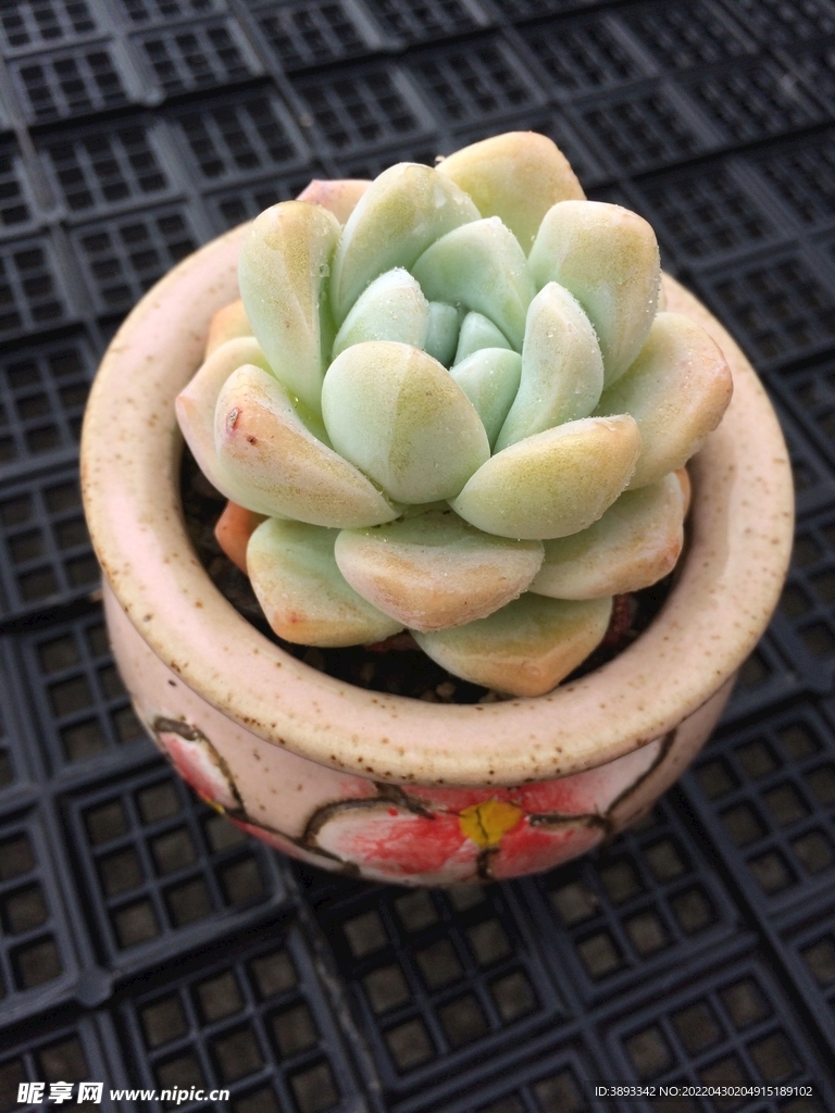 冰玉
