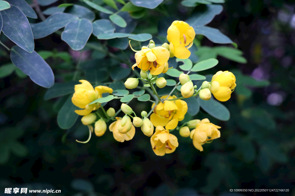 双荚决明黄花
