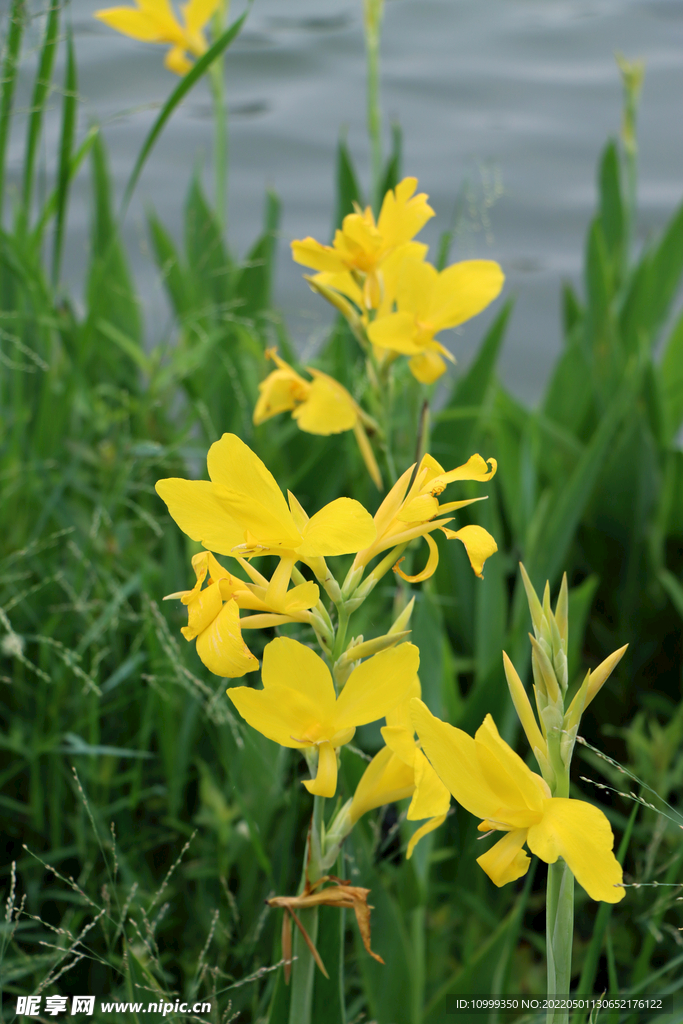 美人蕉花特写
