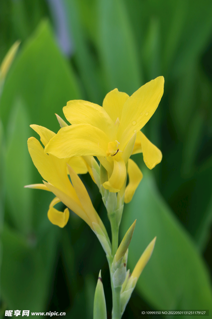 美人蕉