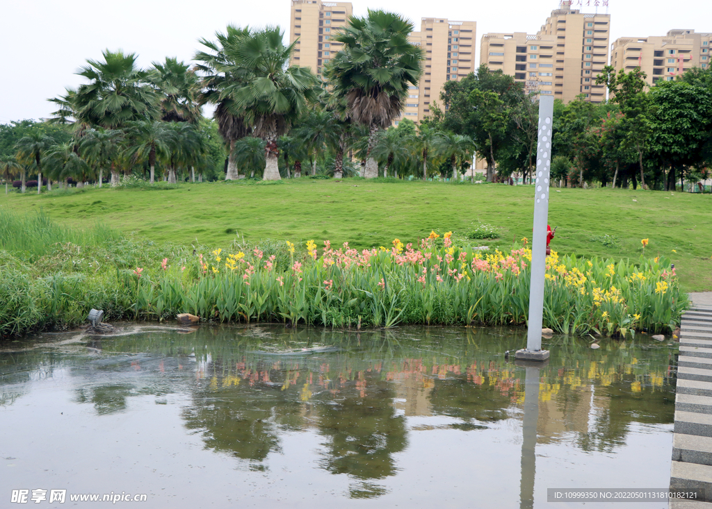 爱莲湖湿地公园一排水草花