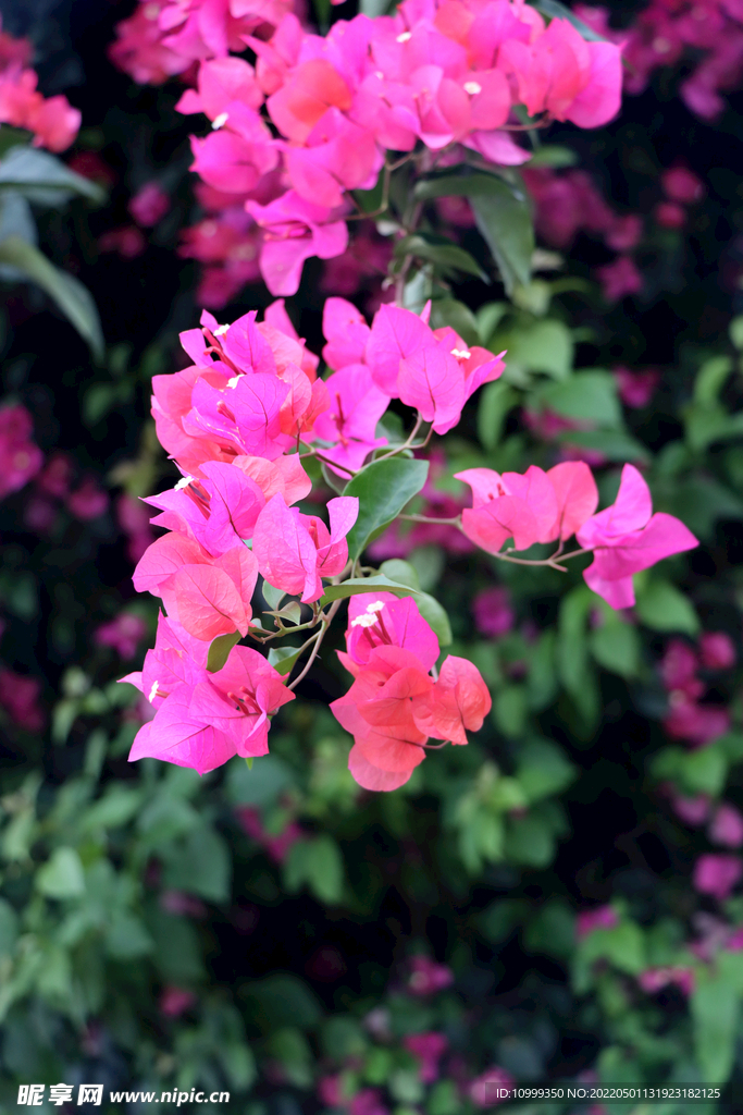 叶子花