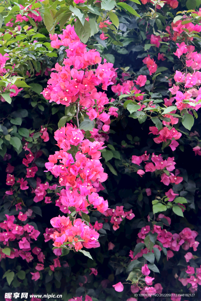 叶子花