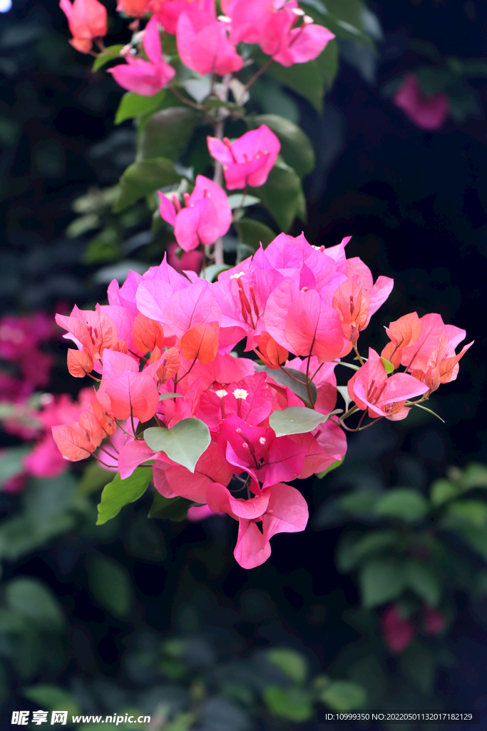 叶子花